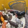 toy animals - plastic approx 30 Image 5