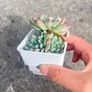 plant Image 5
