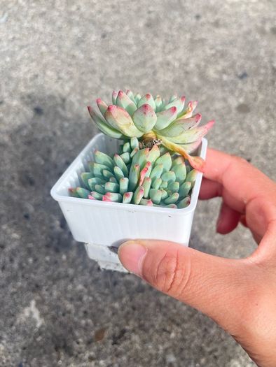 plant