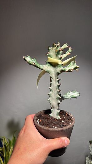 Rare Euphorbia white ghost on sale
