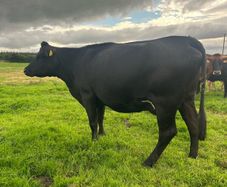 2nd calf AAX cow