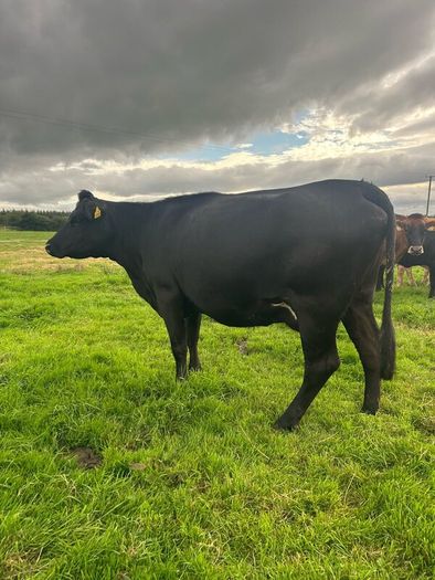 2nd calf AAX cow