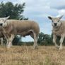Pedigree Texel rams shearlings Image 2