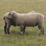 PB Hampshire and Cross bred rams for sale Image 3