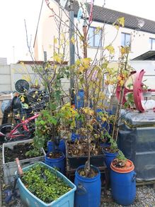 Fruit trees - pear, plum and apple