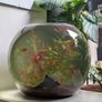 glass fish bowl Image 3