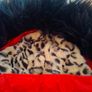 Girls fabulous Maine padded jacket 7-8yr 65.00 euro new Image 7
