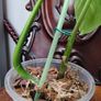 No.5 Monstera Green On Green sell as is Image 6