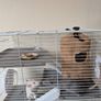 Rat cage and 2 cute rats Image 7