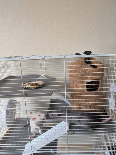 Rat cage and 2 cute rats