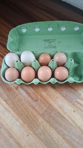 Fertilised chicken eggs
