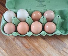 Fertilised chicken eggs