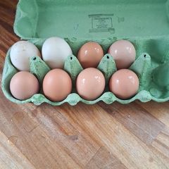 Fertilised chicken eggs
