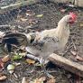 Lemon pencil roosters Image 6