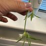 spider plant in ceramic pot Image 3