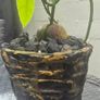 AVOCADO(Indoor plant) Image 2
