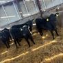 4 Angus heifers Image 9