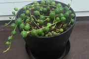 Pearls Succulent