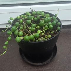 Pearls Succulent