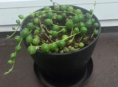 Pearls Succulent