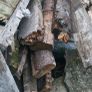 timber Image 2
