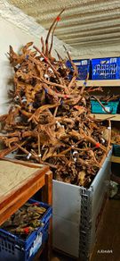 Aquarium Wood