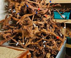Aquarium Wood