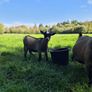Pygmy goats Image 5