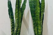 Sansevieria Zeylanica in 19cm pot and 80cm in height