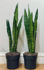 Sansevieria Zeylanica in 19cm pot and 80cm in height