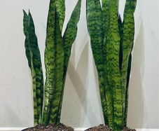 Sansevieria Zeylanica in 19cm pot and 80cm in height