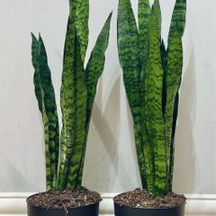 Sansevieria Zeylanica in 19cm pot and 80cm in height