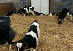 friesian heifer calves
