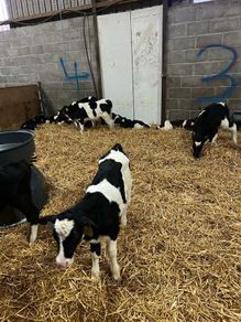 friesian heifer calves