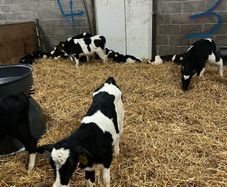 friesian heifer calves
