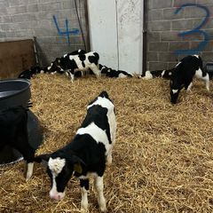 friesian heifer calves