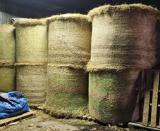 Hay