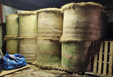 Hay