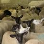 Fully Organic Speckled Face Ewe Lambs Image 2