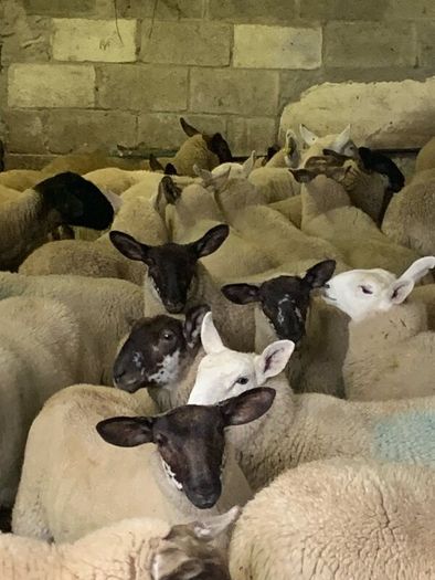 Fully Organic Speckled Face Ewe Lambs