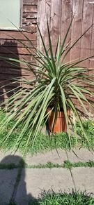 Plant for sale