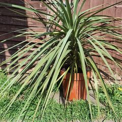 Plant for sale