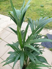 Kentia palm