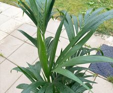 Kentia palm