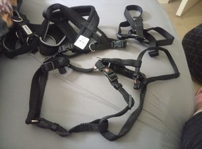 Dog bundle