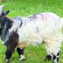 Pygmy goat Image 2