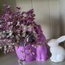 House plant. Image 5