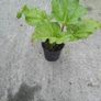 Rhubarb Image 3