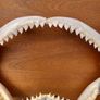 Dusky shark jaw. 19 inches wide X 7 inches tall Image 2