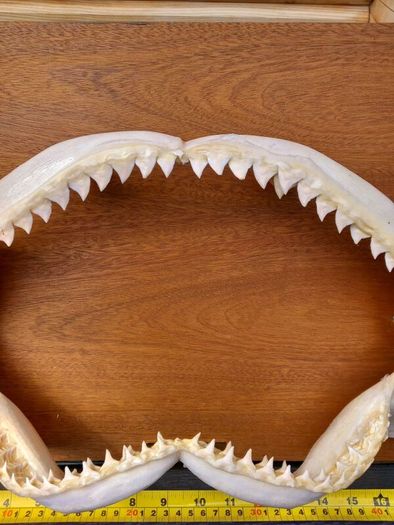Dusky shark jaw. 19 inches wide X 7 inches tall